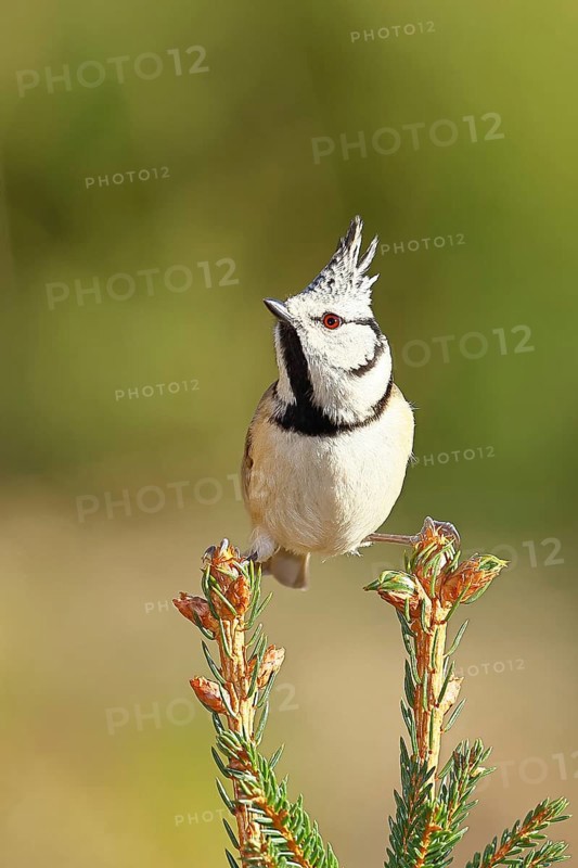 Crested Tit (Lophophanes scalloped ribbonfish), sitting on the top of a young spruce, European spruce (Picea abies), Wilnsdorf, North Rhine-Westphalia, Germany