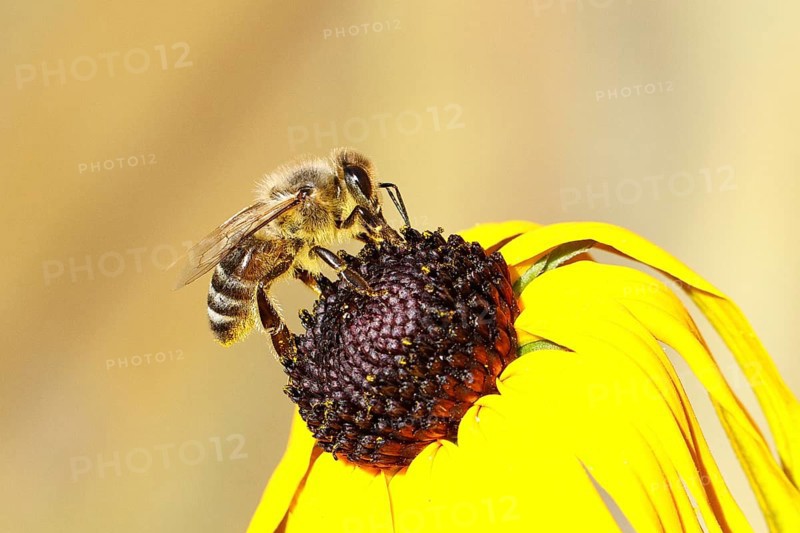 European honey bee (Apis mellifera), collecting nectar from a flower of the yellow coneflower (Echinacea paradoxa), close-up, macro photograph, Wilnsdorf, North Rhine-Westphalia, Germany