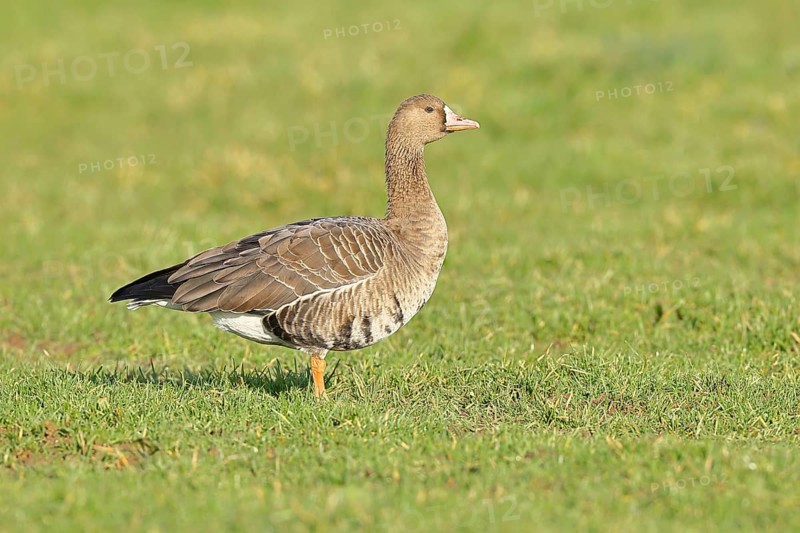 White-fronted goose (Anser albifrons), standing in a meadow in the wintering area, wildlife, Bislicher Insel nature reserve, Xanten, Lower Rhine, North Rhine-Westphalia, Germany