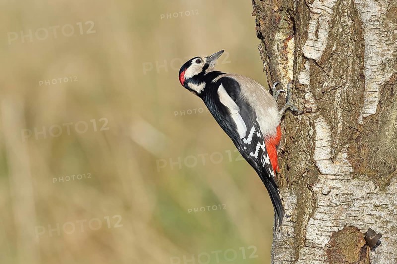 Great spotted woodpecker (Dendrocopus major), male, foraging on the trunk of a common birch (Betula pendula), wildlife, woodpeckers, nature photography, autumn, Wilnsdorf, North Rhine-Westphalia, Germany