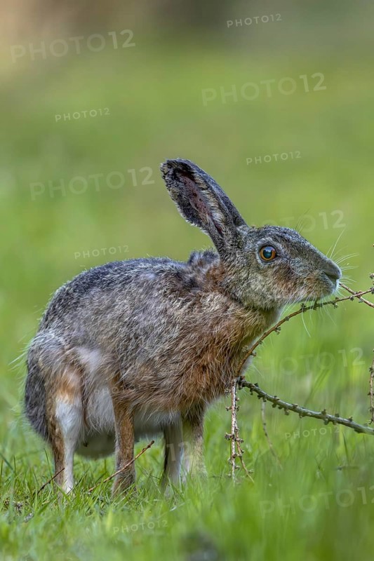 An obviously interesting scent on a larch branch lying on the ground makes the brown hare (Lepus europaeus) pause, odour, curiosity, Denmark