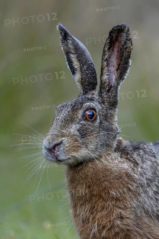 Portrait of a hare (Lepus europaeus) looking surprised, suddenly coming upon a photographer lying on the ground, tension, Denmark
