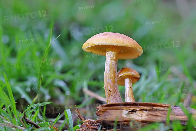 Orange snail (Hygrophorus pudorinus), inedible mushroom, on a forest path, autumn, Wilnsdorf, North Rhine-Westphalia, Germany
