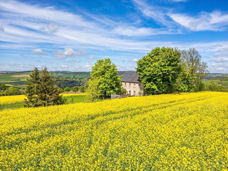 Aerial view, drone photo: Lonely located country house with trees, surrounded by blooming rapeseed, Schwartenberg, Ore Mountains Vogtland nature park Park, Neuhausen, Ore Mountains, Saxony, Germany