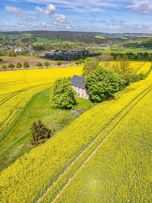 Aerial view, drone photo: Lonely country house with trees, surrounded by blooming rapeseed, in the back the community of Neuhausen, Schwartenberg, Ore Mountains Vogtland nature park Park, Neuhausen, Ore Mountains, Saxony, Germany
