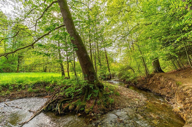 Beeches and alders with large roots in the forest on the Pöltzsch river, also Eulenwasser, Poetenweg, Pilgerroute Jakobsweg Silberberg, Rodewisch, Vogtland, Saxony, Germany