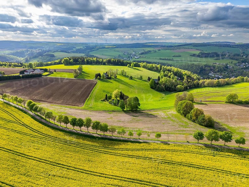 Aerial view, drone photo: Blooming rapeseed field, rows of trees, fields and forests in the Ore Mountains, Schwartenberg, Ore Mountains Vogtland nature park Park, Neuhausen, Ore Mountains, Saxony, Germany