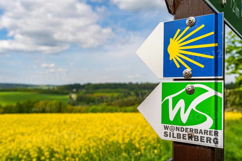 Hiking trail of the Silberberg Way of St. James and the Wanderbarer Silberberg circular trail, in the back a blooming rapeseed field, Lößnitz, Ore Mountains, Saxony, Germany
