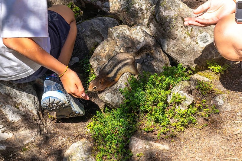 Tourists feeding a curious chipmunk near moraine lake in banff national park highlight a heartwarming interaction between humans and wildlife in the canadian rockies