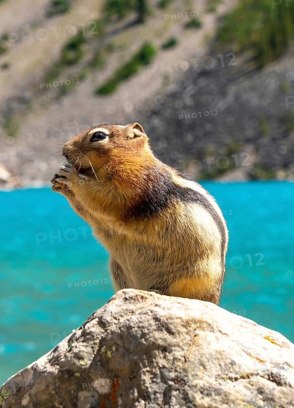 Golden mantled ground squirrel enjoying a snack on a rock with the turquoise waters of moraine lake and the canadian rockies in the background in banff national park, alberta, canada
