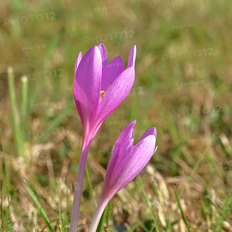 Autumn crocus (Colchicum autumnale), half-opened flowers in a meadow, endangered, protected poisonous plant species, native nature, wet meadow, autumn messenger, season, autumn, bulbous plant, poisonous plant, Wilnsdorf, North Rhine-Westphalia, Germany