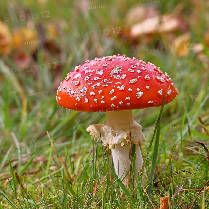 Red fly agaric (Amanita muscaria), fruiting body, in a meadow, close-up, Wilnsdorf, North Rhine-Westphalia, Germany