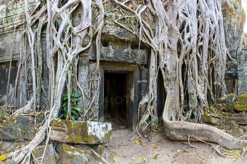 Tetrameles (Tetrameles nudiflora), tree conquers with its roots the ruins of the temple complex of Ta Prohm, Angkor Thom, UNESCO World Heritage Site, Siem Reap, Cambodia