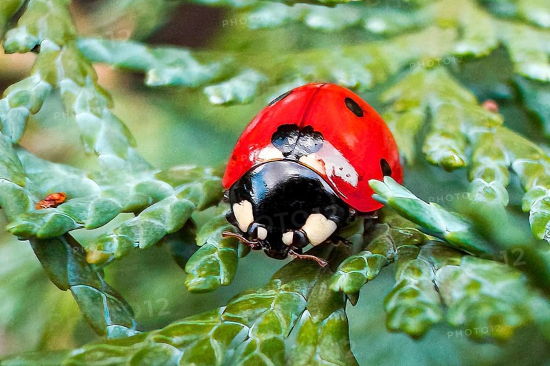 Frontal close-up of lucky charm Symbol of good luck Seven-spot ladybird (Coccinella septempunctata), harbinger of spring, Germany