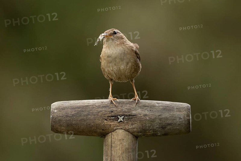 Eurasian wren (Troglodytes troglodytes) adult garden bird on a fork handle with nest material in its beak in spring, England, United Kingdom