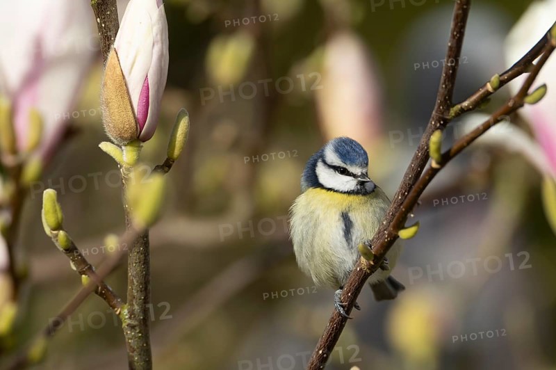 Blue tit (Cyanistes Caeruleus) adult garden bird on a flowering Magnolia tree branch in spring, England, United Kingdom