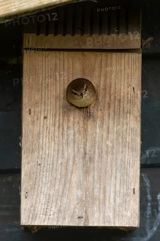 Eurasian wren (Troglodytes troglodytes) adult garden bird emerging from a nest box in spring, England, United Kingdom