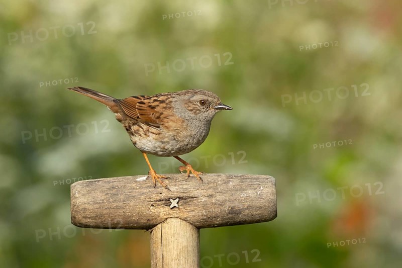 Dunnock or Hedge sparrow (Prunella modularis) adult garden bird on a fork handle, England, United Kingdom