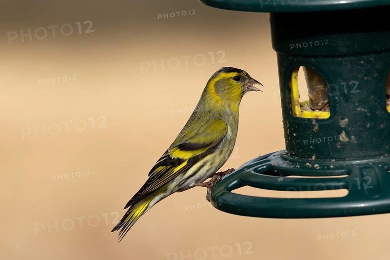 Siskin (Spinus spinus) adult bird feeding on a garden bird seed feeder, England, United Kingdom