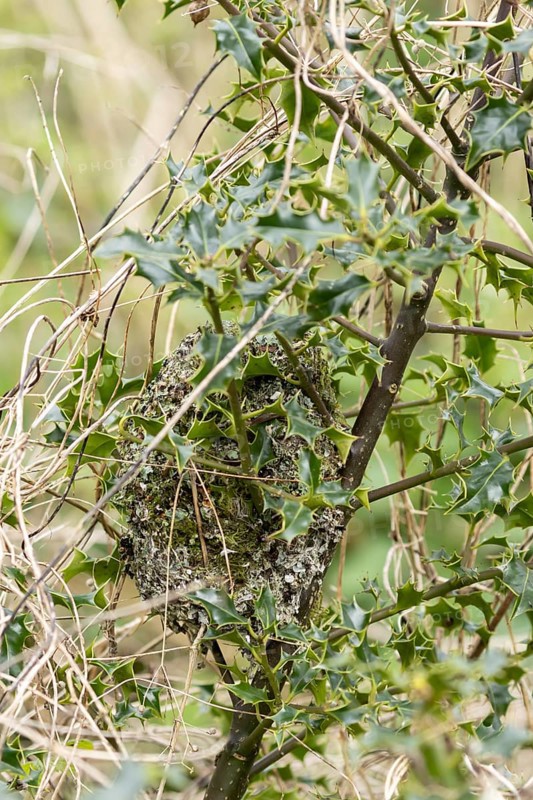 Long tailed tit (Aegithalos caudatus) birds nest in a holly tree in spring, England, United Kingdom