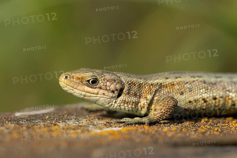Common lizard (Zootoca vivipara) adult reptile on a wooden sleeper in summer, England, United Kingdom