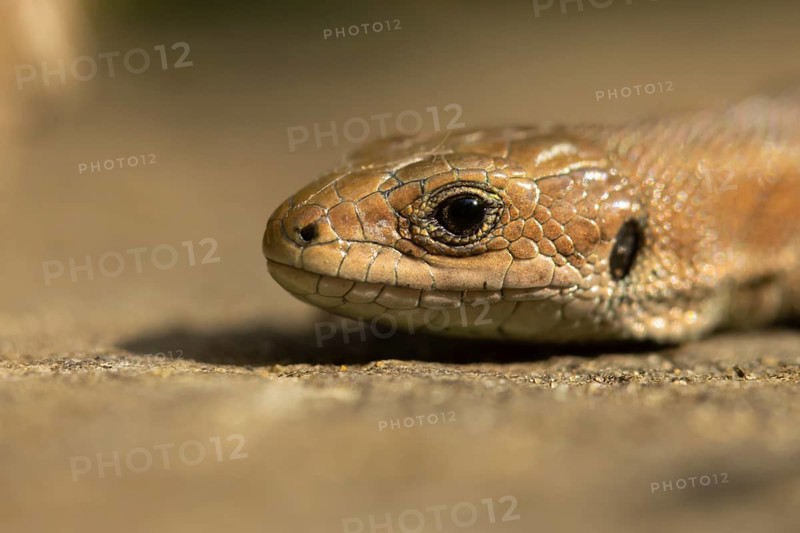 Common lizard (Zootoca vivipara) adult reptile head portrait in summer, England, United Kingdom