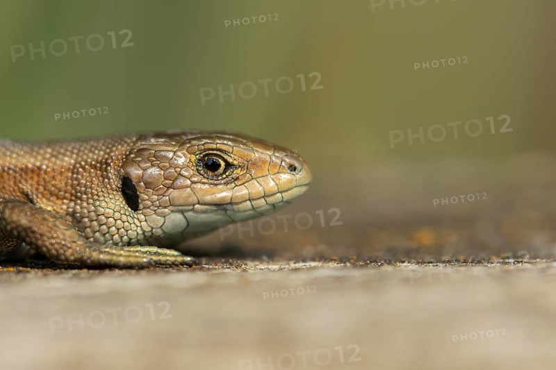 Common lizard (Zootoca vivipara) adult reptile resting on a wooden sleeper in summer, England, United Kingdom