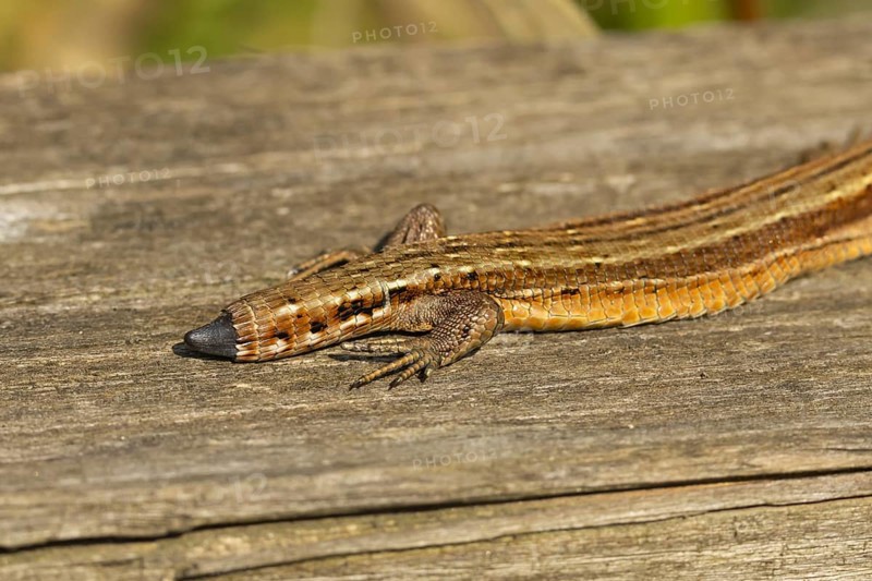 Common lizard (Zootoca vivipara) adult animal reptile showing its tail regrowing after losing it in summer, England, United Kingdom