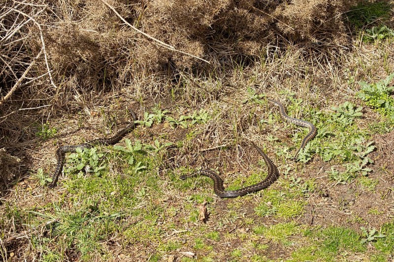 European Adder or Common viper (Vipera berus) three adult reptile snakes basking by a gorse bush in spring, England, United KIngdom