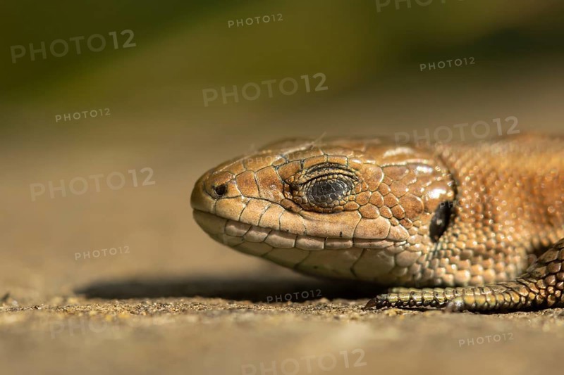 Common lizard (Zootoca vivipara) adult animal reptile sleeping on a wooden sleeper in summer, England, United Kingdom