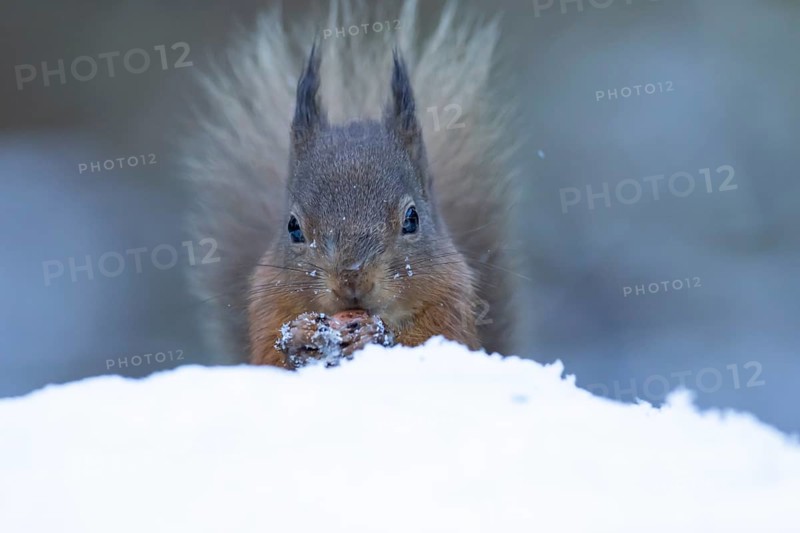 Red squirrel (Sciurus vulgaris) adult animal eating a nut in a snow covered woodland in winter, England, United Kingdom