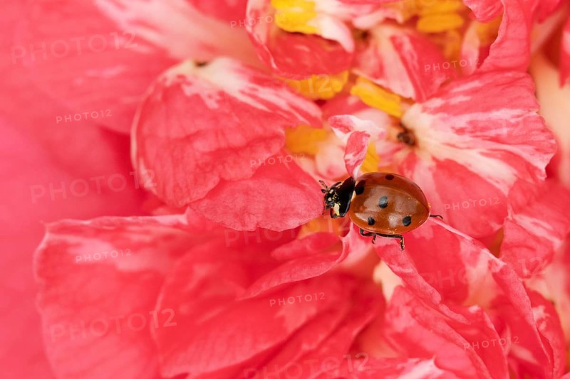Seven-spot ladybird or ladybug (Coccinella septempunctata) adult beetle on a garden Camellia flower in spring, England, United Kingdom