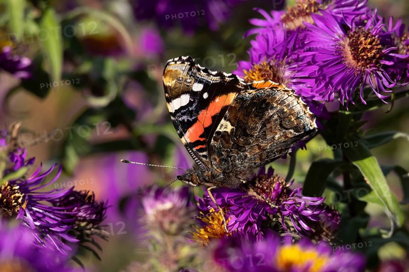 Red admiral butterfly (Vanessa atalanta) adult insect feeding on a garden purple Aster flower in summer, England, United Kingdom