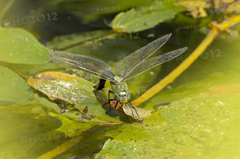 Emperor dragonfly (Anax imperator) adult female insect egg laying or ovipositing on the water surface of a pond in summer, England, United Kingdom
