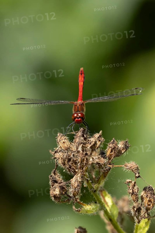 Ruddy darter dragonfly (Sympetrum sanguineum) adult insect on a plant seedhead in summer, England, United Kingdom