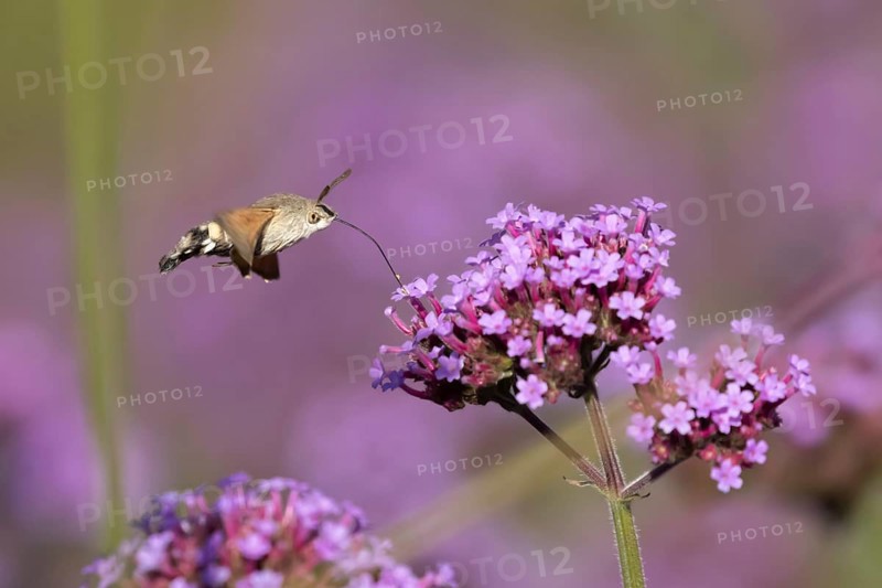 Hummingbird hawkmoth (Macroglossum stellatarum) adult moth insect day flying feeding on garden purple Verbena bonariensis flowers in summer, England, United Kingdom