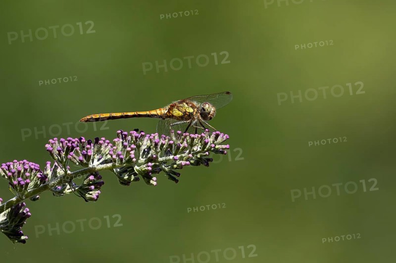 Common darter dragonfly (Sympetrum striolatum) adult female insect resting on a garden purple Buddleja or Buddleia plant flowers in summer, England, United Kingdom