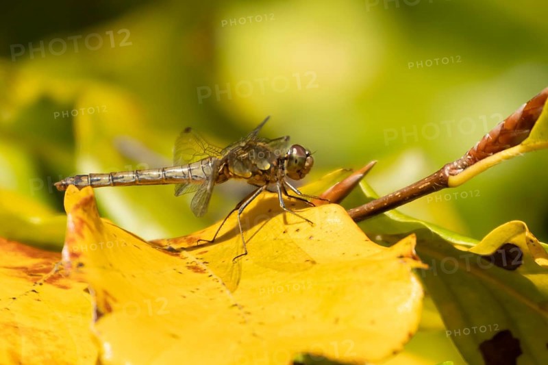 Common darter dragonfly (Sympetrum striolatum) adult female insect resting on colourful autumn leaves, England, United Kingdom