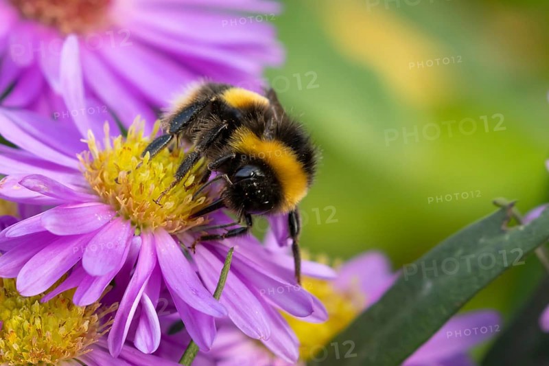Garden bumblebee (Bombus hortorum) adult bee insect feeding on purple garden Aster plant flower in summer, England, United Kingdom