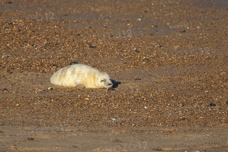 Atlantic grey seal (Halichoerus grypus) juvenile baby pup animal sleeping on a seaside beach in winter, England, United Kingdom