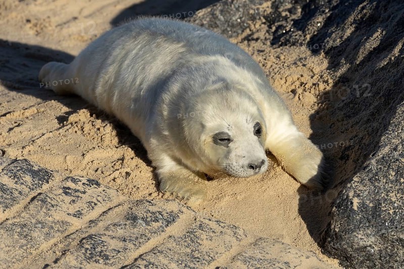 Atlantic grey seal (Halichoerus grypus) juvenile baby pup animal resting on a beach in winter, England, United Kingdom