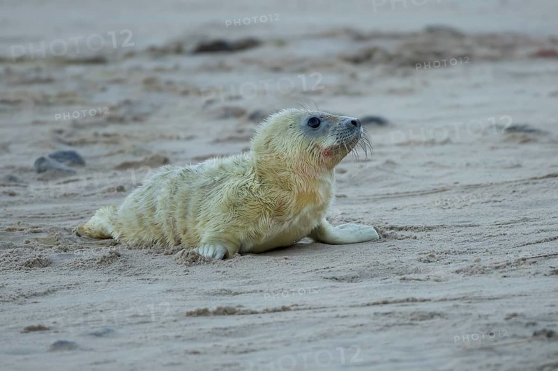 Atlantic grey seal (Halichoerus grypus) juvenile baby pup animal on a beach in winter, England, United Kingdom