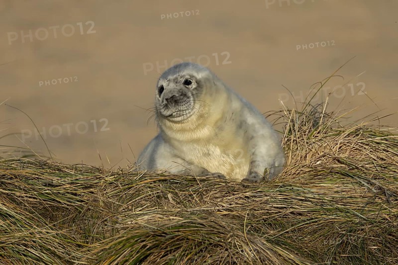 Atlantic grey seal (Halichoerus grypus) juvenile baby pup animal resting on a sand dune on a beach in winter, England, United Kingdom