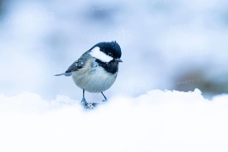 Coal tit (Periparus ater) adult bird in a snow covered garden in winter, England, United Kingdom