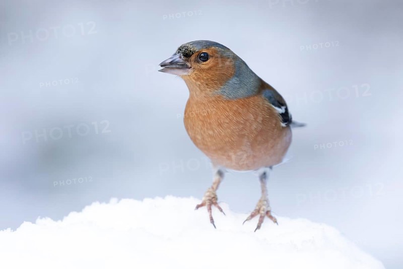Eurasian chaffinch (Fringilla coelebs) adult male bird in a snow covered garden in winter, England, United Kingdom