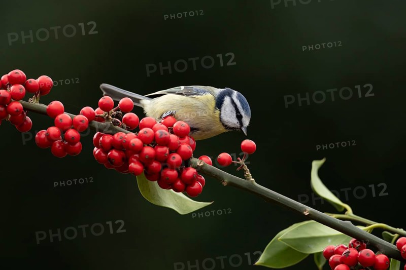 Blue tit (Cyanistes Caeruleus) adult bird on a garden Holly tree branch with red berries in winter, England, United Kingdom