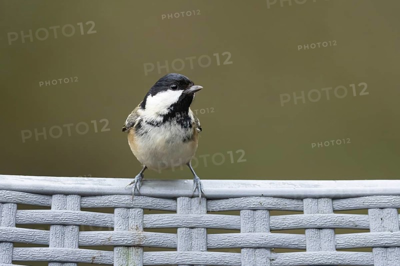 Coal tit (Periparus ater) adult bird on a garden chair in winter, England, United Kingdom