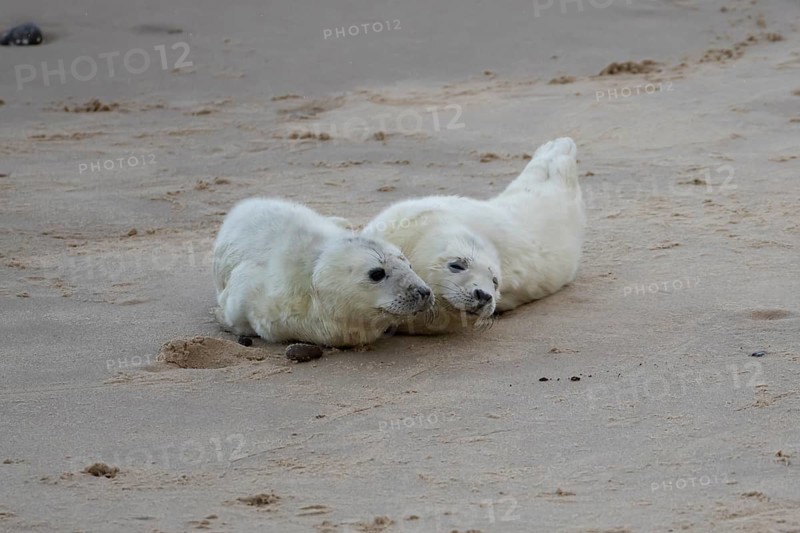 Atlantic grey seal (Halichoerus grypus) two juvenile baby pup animals on a beach, England, United Kingdom