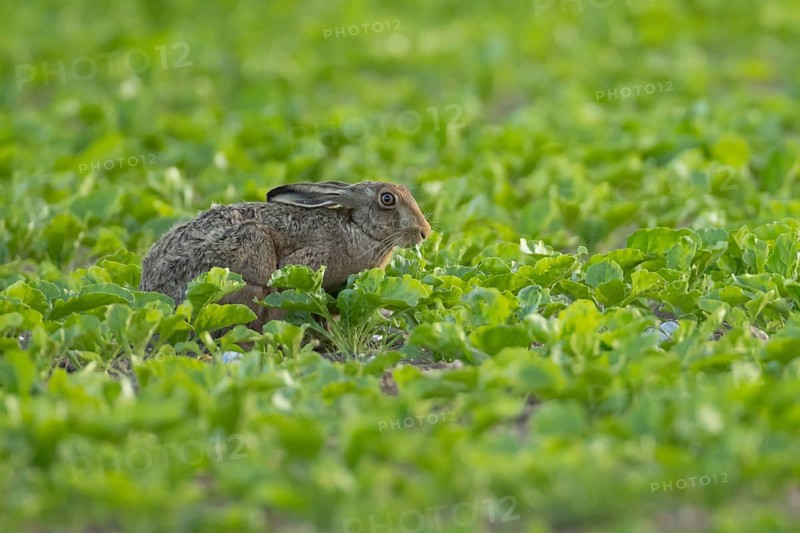 European brown hare (Lepus europaeus) adult animal feeding in a farmland sugar beet crop in the summer, England, United Kingdom