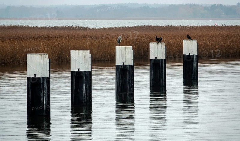 Bodden landscape at Meinigenbrücke near Zingst, grey heron (Ardea cinerea) and cormorant (Phalacrocorax carbo) sitting on bollards, Fischland-Darß-Zingst, Vorpommersche Boddenlandschaft National Park, Mecklenburg-Western Pomerania, Germany